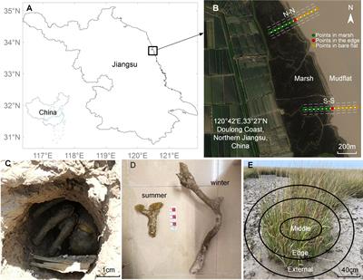 Role of abiotic drivers on crab burrow distribution in a saltmarsh wetland